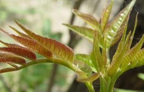 香椿的育苗技术 香椿的育苗技术有哪些