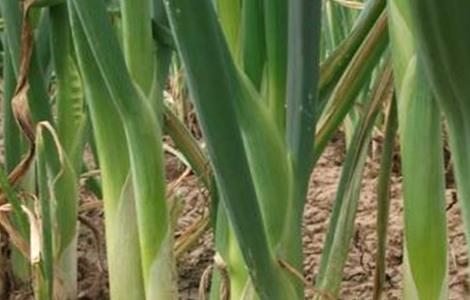 大葱高温时期的管理方法 大葱高温时期的管理方法是什么