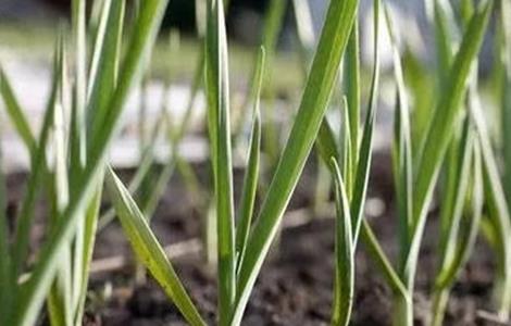 春播大蒜种植技术（春播大蒜种植技术与管理）