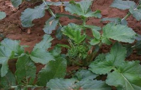 萝卜种植注意事项（萝卜种植注意事项和要求）