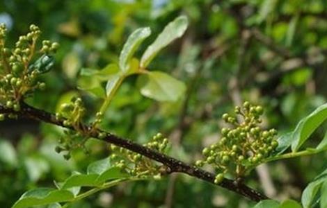 花椒树春季管理技术(花椒树春季管理技术要点)