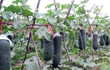 黑皮冬瓜的栽培技术 黑皮冬瓜的种植技术