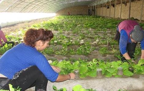 早春蔬菜定植管理要点