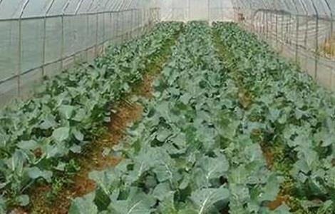 棚室常见气害种类及防治方法（大棚常见的病害有哪些）