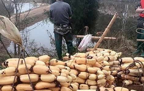 莲藕的高产种植技术 莲藕的高产种植技术视频