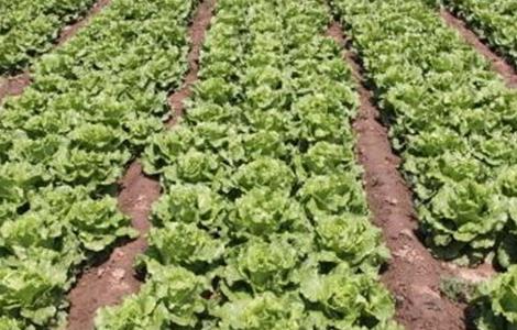 生菜科学施肥技术 生菜科学施肥技术视频