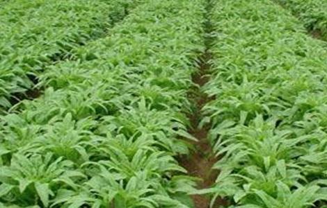 莴笋育苗技术 莴笋育苗技术要点