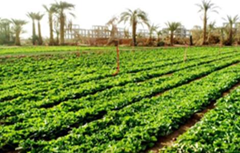 莴笋定植后怎么管理(莴笋怎么种植管理)