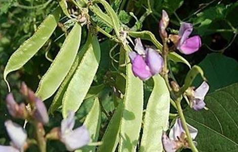 早春扁豆种植技术（早春扁豆种植技术视频）