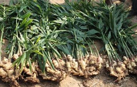 大姜底肥用肥方案 大姜底肥一次性施肥