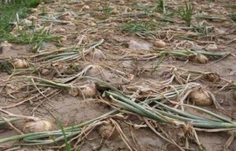 洋葱后期管理技术（大葱后期管理技术）