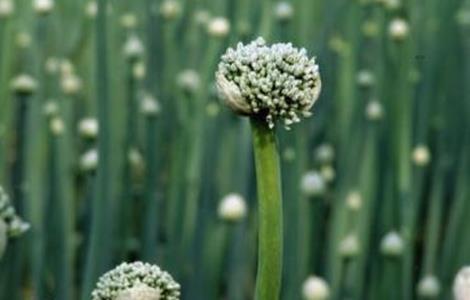 洋葱春季管理技术（春季洋葱种植技术和管理）