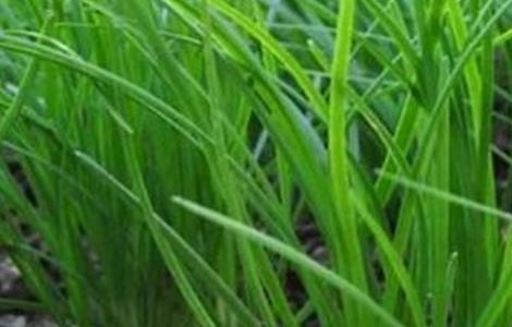 韭菜分蘖是什么意思 韭菜分蘖的作用及其影响因素