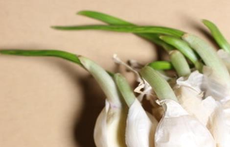 大蒜 快速发芽方法