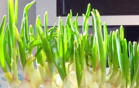 大蒜 快速发芽方法