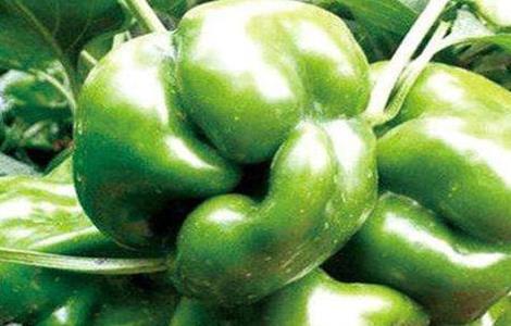 菜椒畸形果的防控措施（辣椒畸形怎么办）