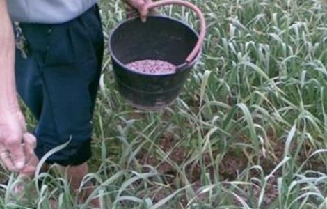 大蒜冬季施肥注意事项（大蒜越冬前用不用施肥）