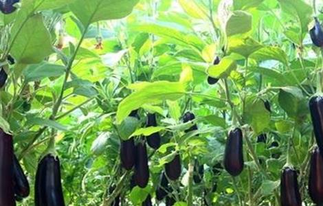 如何提高茄子产量 如何提高茄子产量和产量