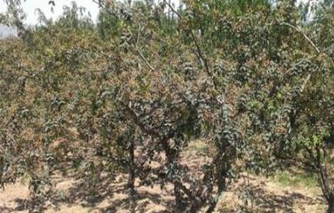 花椒科学培育技巧（花椒科学培育技巧有哪些）