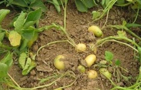 土豆只长秧不结薯预防和补救措施（土豆只长秧不结薯预防和补救措施有哪些）