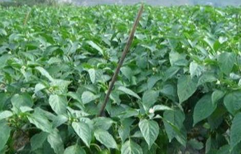 甜椒采摘前如何管理 甜椒采摘前如何管理种子