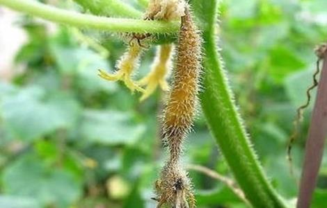 黄瓜烂尖原因及防治方法 黄瓜烂尖原因及防治方法图解