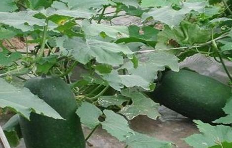 冬瓜高产施肥技术(冬瓜高产栽培新技术)