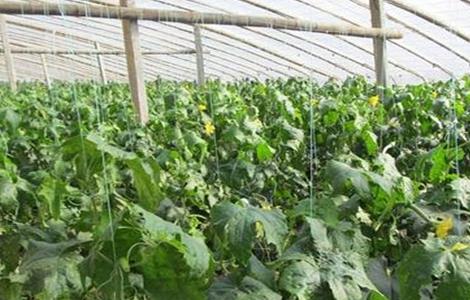 丝瓜早春育苗技术（丝瓜种子育苗技术）