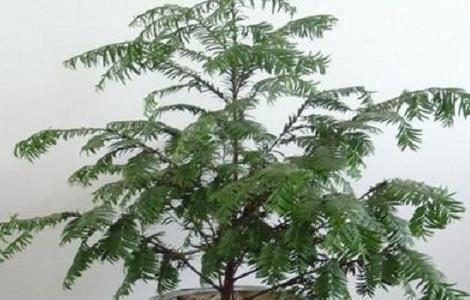 红豆杉盆景施肥方法 盆栽红豆杉怎样施肥