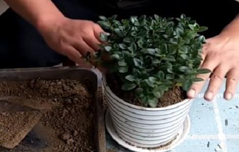 金鱼吊兰换土可以加底肥吗(金鱼吊兰换土可以加底肥吗图片)