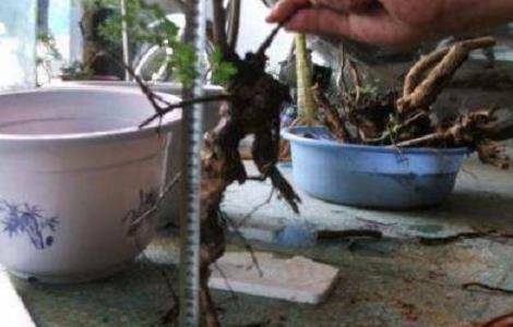 黄荆盆景用什么土 黄荆盆景用什么土栽培