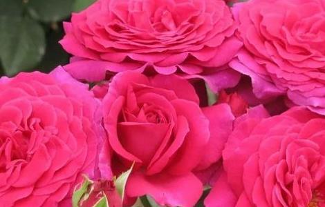 月季花可以水培吗 月季花可以水培吗要多久出根