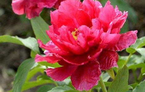 牡丹花烂根怎么补救（牡丹花根腐烂怎么治疗）