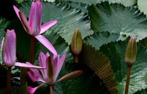 睡莲的养殖方法和注意事项 睡莲的插花方法