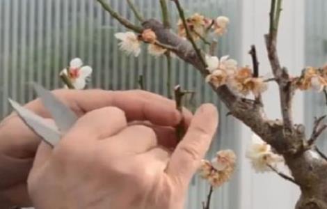 盆栽桃树什么时候剪枝（盆栽桃树什么时候剪枝最好）