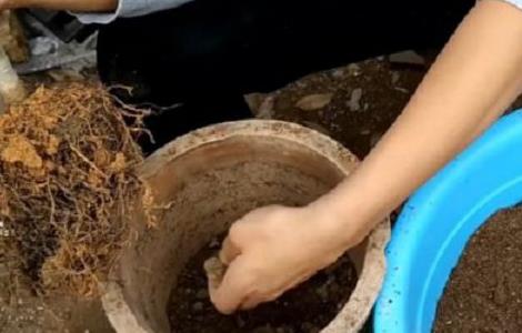 桂花深盆好还是浅盆好 桂花适合浅盆还是深盆