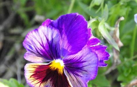 三色堇冬天开花吗 三色堇冬天开花吗视频