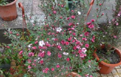 松红梅好养吗(澳洲松红梅好养吗)