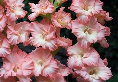 秦皇岛适合养什么花,市花和市树是什么