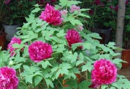 怎样防止盆栽牡丹烂根和落蕾 怎样防止盆栽牡丹烂根和落蕾烂根