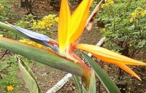 怎么让鹤望兰长侧芽,剪光叶子还能再长吗