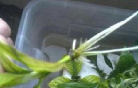 栀子花怎么繁殖，栀子花五大繁殖方法
