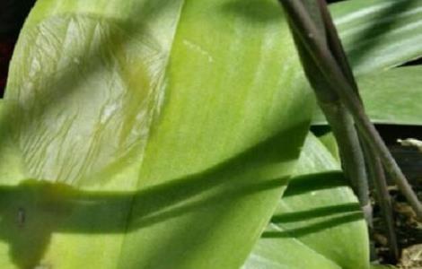 蝴蝶兰叶子腐烂了怎么办 蝴蝶兰叶子腐烂了怎么办用什么药