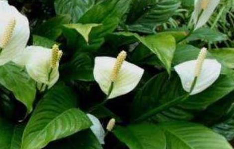 白掌花变绿了要剪掉吗 白掌花变绿了要剪掉吗图片