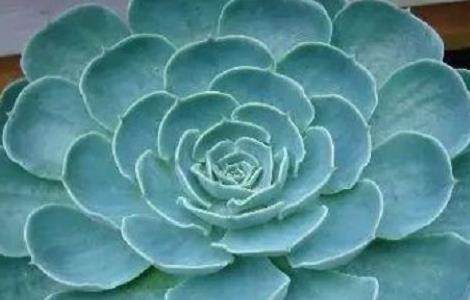 宝石花的养殖方法(宝石花的养殖方法和技术)