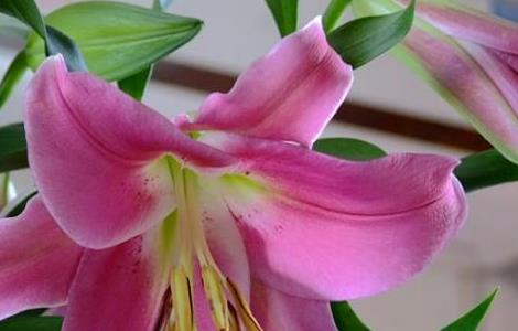 母亲节送妈妈什么花最合适（母亲节送妈妈什么花最合适?）