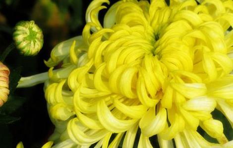 菊花叶子黄了怎么恢复(菊花叶子黄了怎么恢复原状)