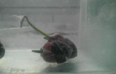 碗莲长毛是怎么办（碗莲为什么长白毛）