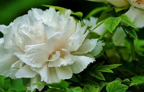 牡丹能扦插成活吗（牡丹春天扦插能活吗）