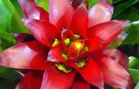 彩叶凤梨的病虫害防治 彩叶凤梨的病虫害防治方法